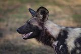 Serondella - Wild Dog